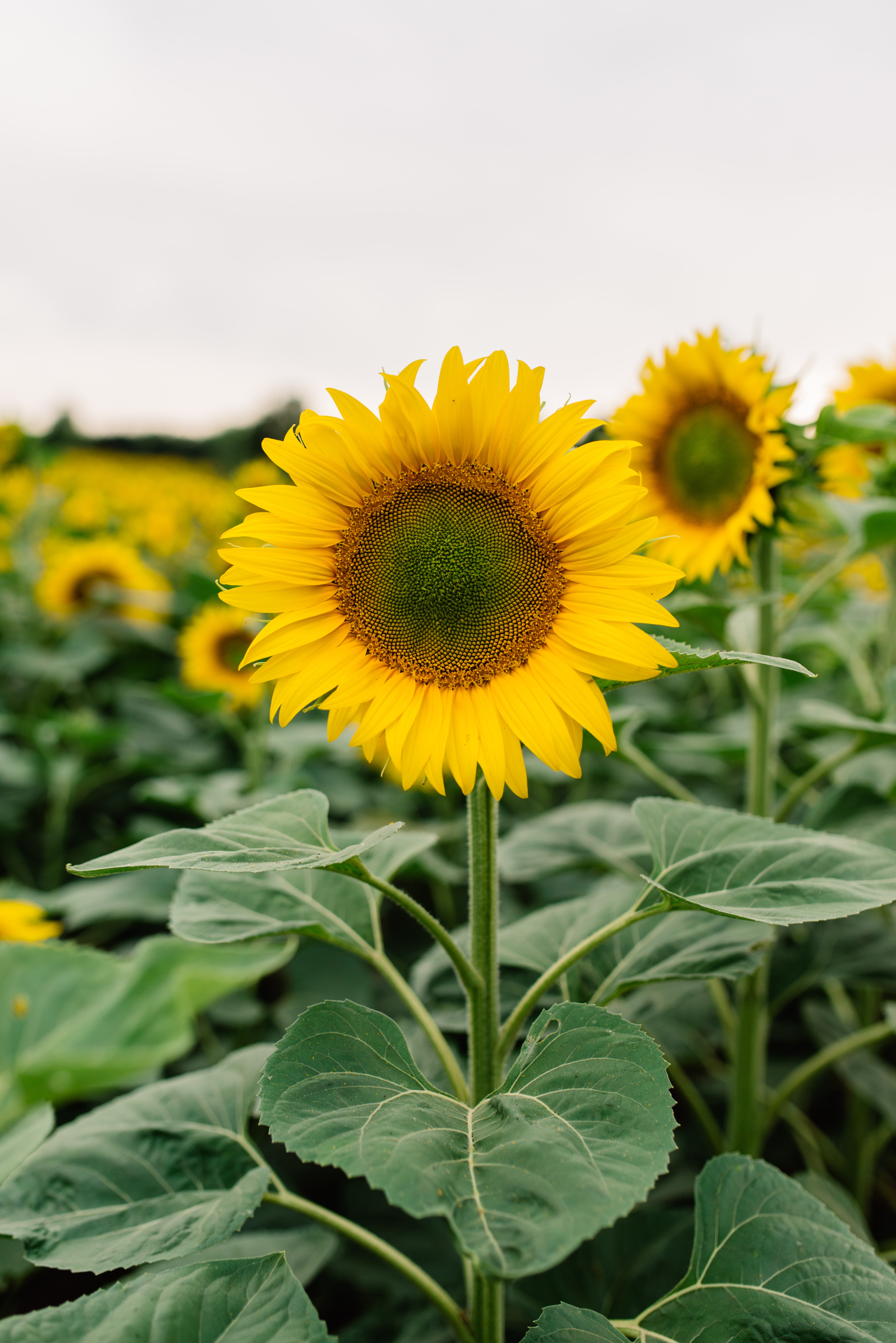 Sunflowers.jpg